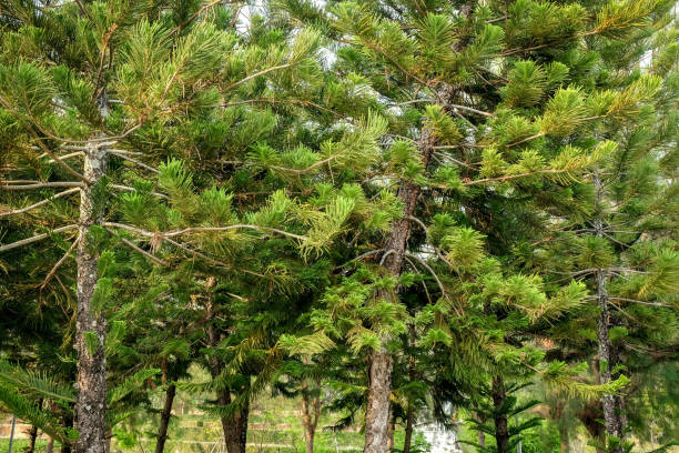 istock Trees in the shade garden 688582200