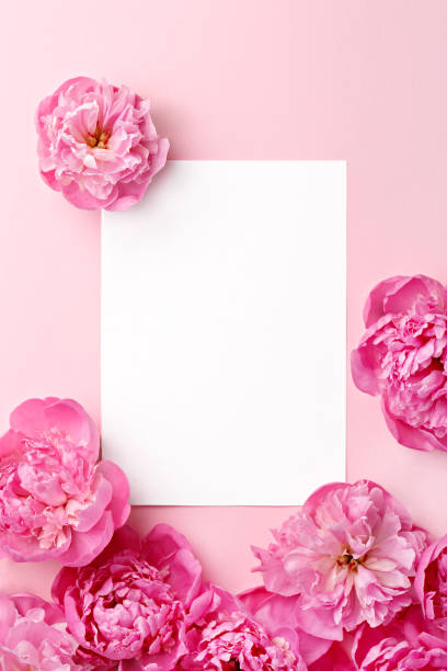 istock Blank white greeting card with peony flowers on a pink background. Top view. Copy space. 688582318