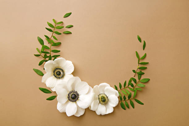 Anemone floers wreath with green branches. Top view. Neutral background