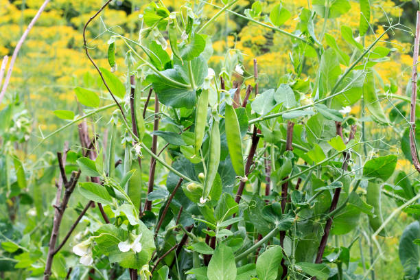 istock Green peas grow 688583518