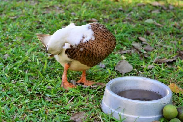 istock Duck cleaning in park 688583788
