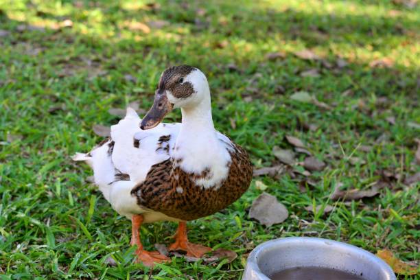 istock Landing duck for photo in park 688583792