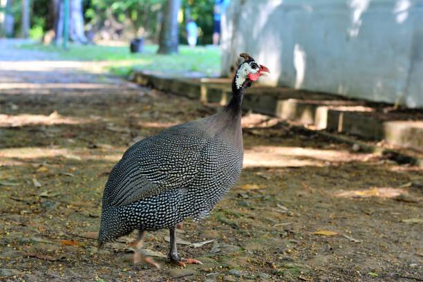 Chicken d'angola walking freely through the farm