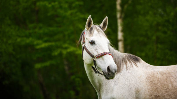 istock The lonely horse 688584302