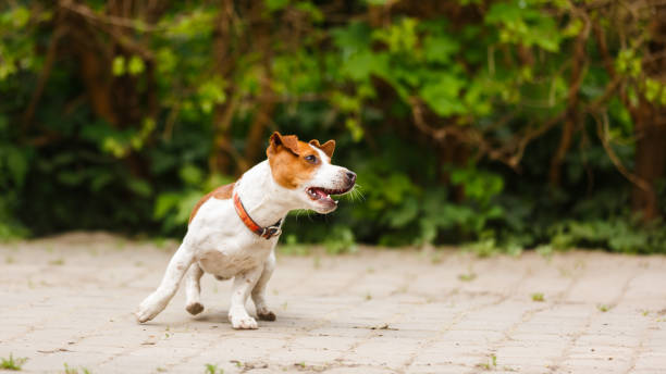 istock Jumping puppy Jack Russell Terrier 688584318