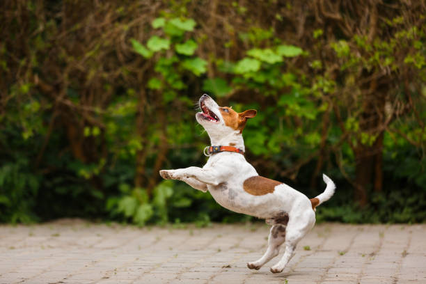 istock Jumping puppy Jack Russell Terrier 688584354