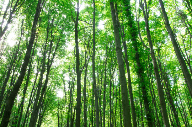 istock forest landscape in the morning 688584386