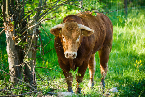 The bull of a Limousin breed near a bush in summer