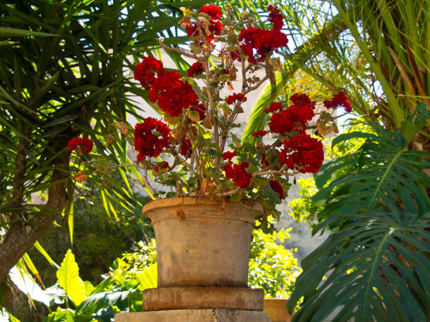 istock palma de majorca in spain 688587052