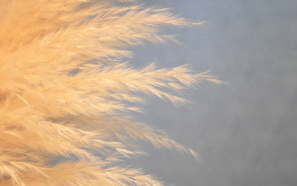 istock Close-up of decorative dry feather grass similar to stipa with empty copy space 688589032
