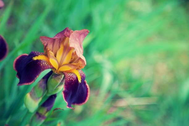 istock Iris flowers in the garden. 688589820