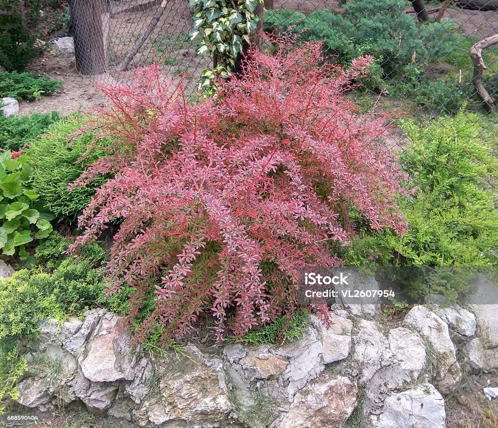 Red bush Bush decorative red color bordered with stones Bush Stock Photo