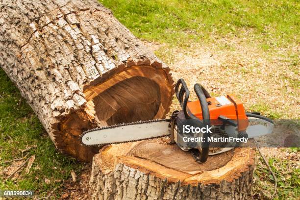 Professional Chainsaw Is On Walnut Tree Gasoline Saw Stock Photo - Download Image Now