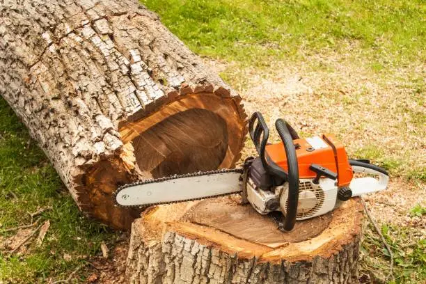 Photo of Professional chainsaw is on walnut tree. Gasoline saw