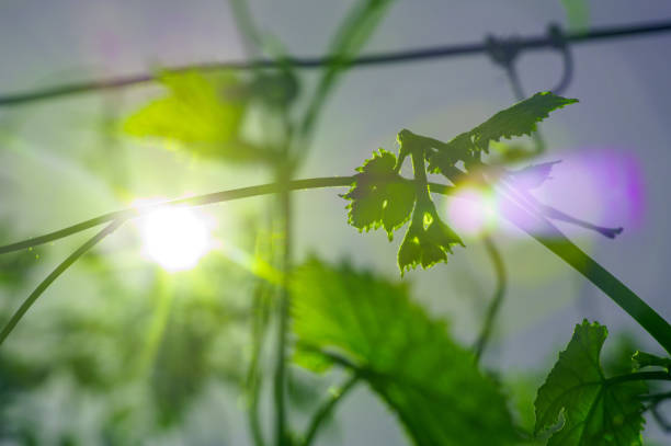 istock green leaf of young grapes with sun flare 688590876