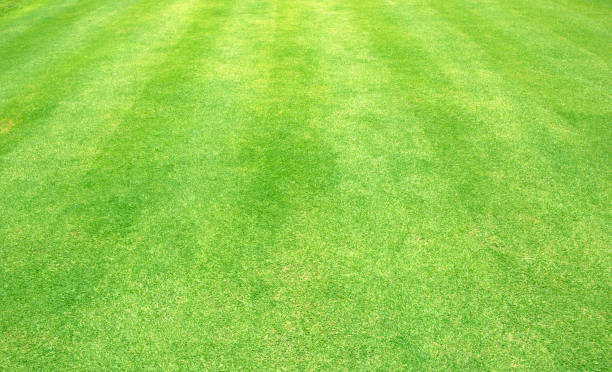 istock grass background Golf Courses green lawn 688590972
