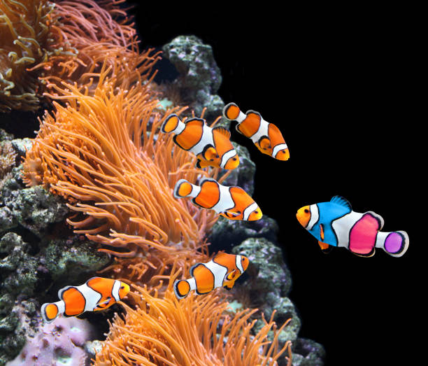 istock Flock of standard clownfish and one colorful fish 688591070