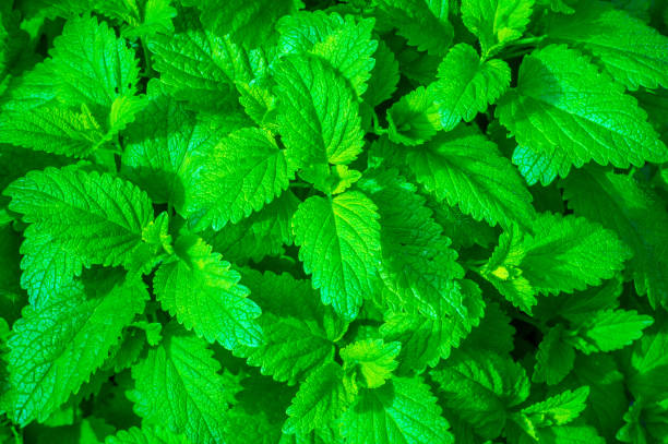 istock green leaf of young mint for nature backgound 688591528