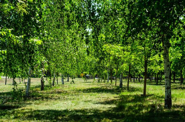 istock Birches in city park on spring 688592728