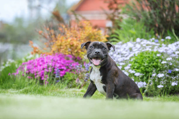 Portrait of a staffordshire bull terrier puppy Beautiful Staffordshire bull terrier puppy outdoors. pit bull power stock pictures, royalty-free photos & images