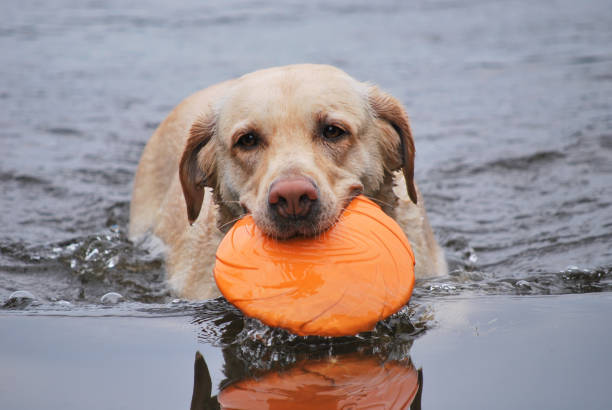 istock Dog swims with toy 688595088