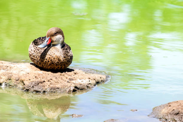 White-cheeked Pintail Duck Sitting by a Pond White-cheeked Pintail Duck Sitting by a Pond in the Highlands of Santa Cruz Galapagos Islands white cheeked pintail anas bahamensis santa cruz galapagos islands stock pictures, royalty-free photos & images
