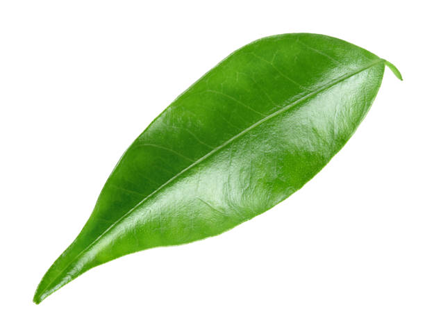 istock Citrus leaf isolated on white background. Full depth of field. 688596976