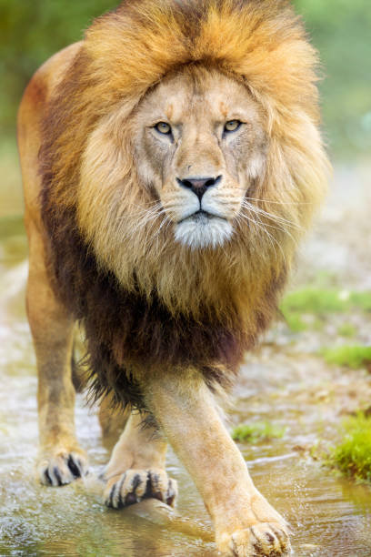 Lion close-up portrait
