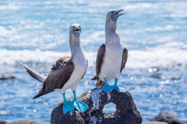 coppia di tette dai piedi blu sulle rocce laviche in fondo al mare - galapagos islands bird booby ecuador foto e immagini stock