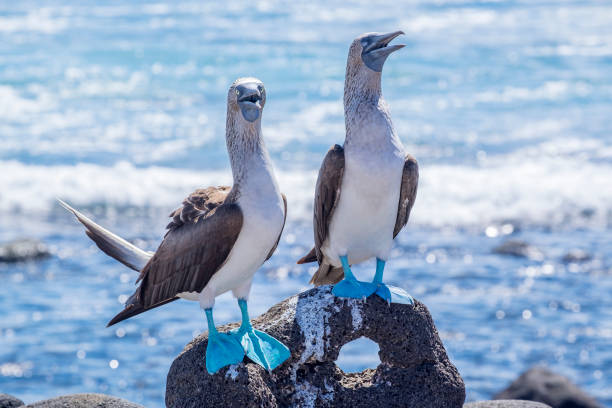 Pair of Blue-footed Boobies on the Lava Rocks by the Sea Pair of Blue-footed Boobies on the Lava Rocks by the Sea on North Seymour Islands, Galapagos Islands, Ecuador sula nebouxii stock pictures, royalty-free photos & images