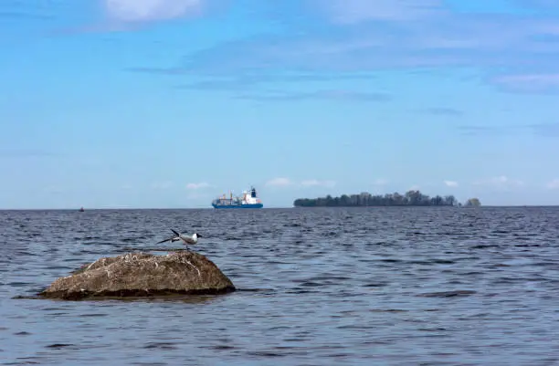 Seagull sitting on a rock, a ship floating on water, island, sea, Bay