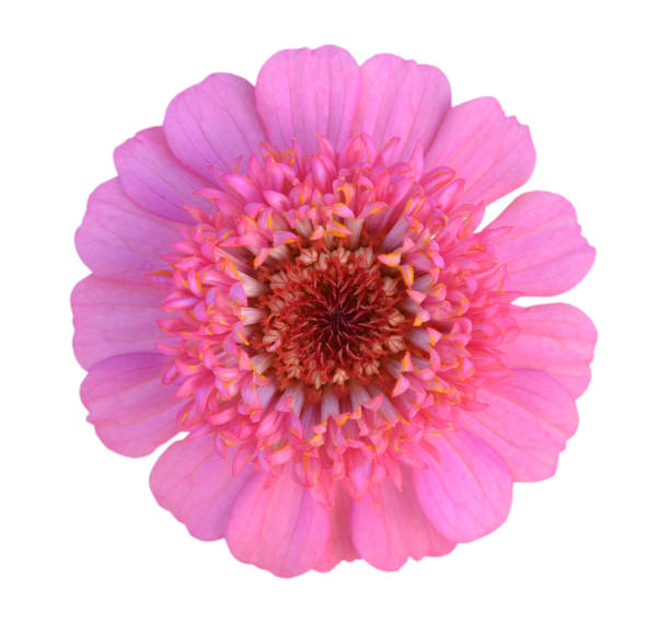 istock Pink zinnia flower 688600092