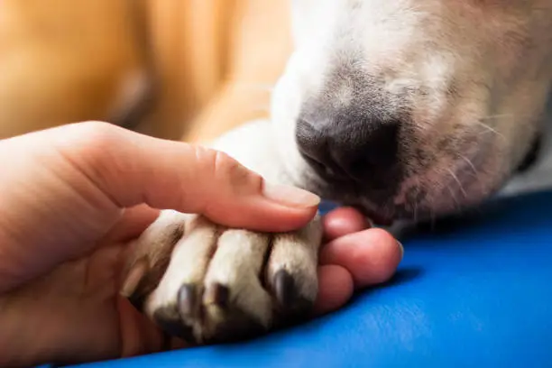 Friendship between human and dog