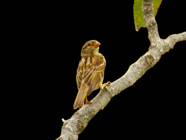 istock Sparrow landing on a branch 688600994