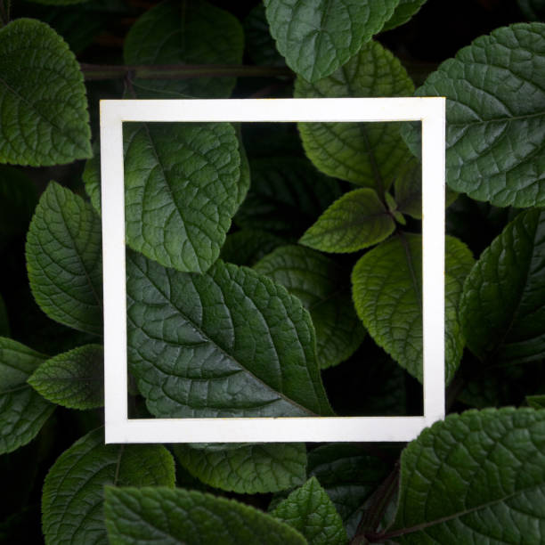 istock Creative layout made leaves with white paper frame. Flat lay. Nature concept 688601034