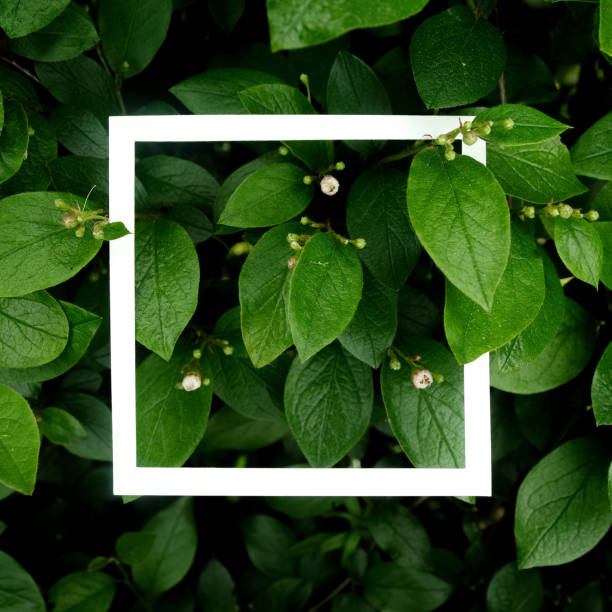 istock Creative layout made leaves with white paper frame. Flat lay. Nature concept 688601096