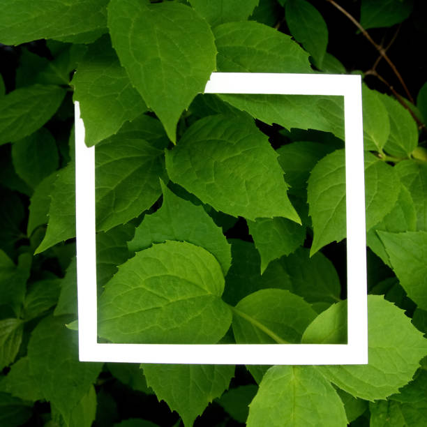 istock Creative layout made leaves with white paper frame. Flat lay. Nature concept 688601142