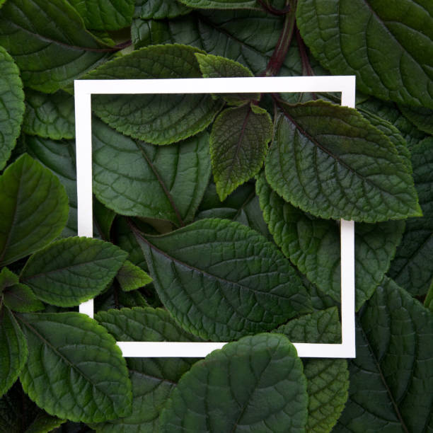 Creative layout made leaves with white paper frame. Flat lay. Nature concept