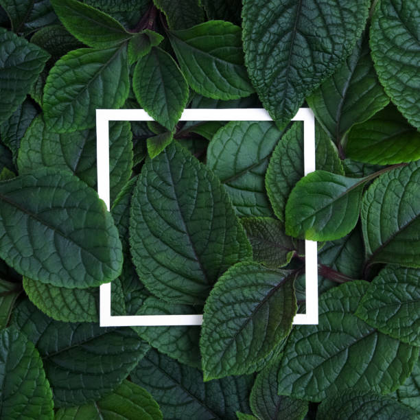 istock Creative layout made leaves with white paper frame. Flat lay. Nature concept 688601266