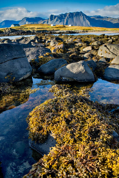 istock Ytri Tunga in Iceland 688601294