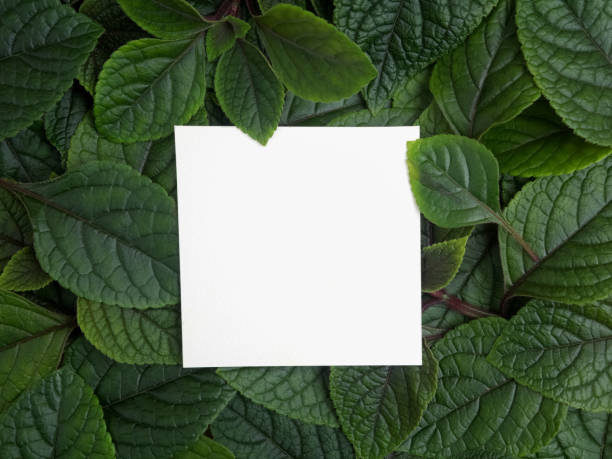 istock Creative layout made of leaves with paper card note. Flat lay. Nature concept 688601366