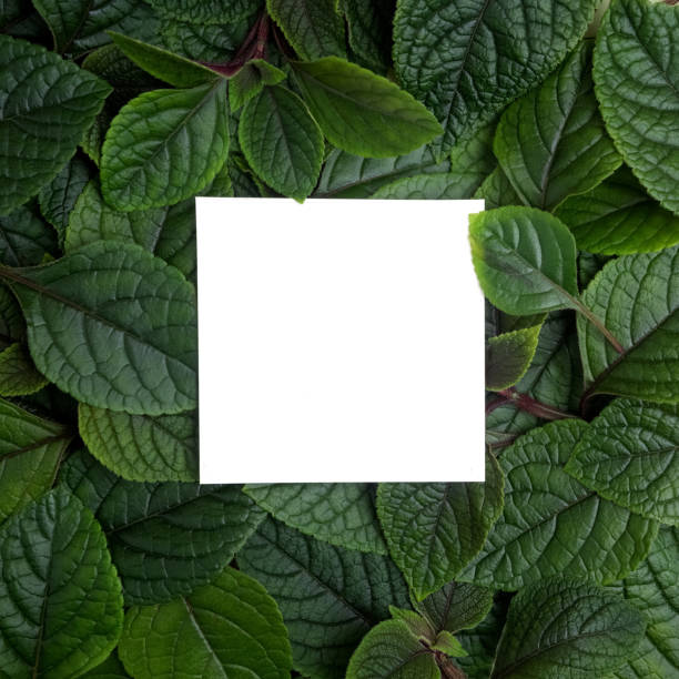 istock Creative layout made of leaves with paper card note. Flat lay. Nature concept 688601396