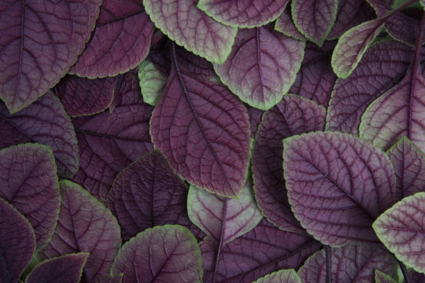 istock Creative layout made of green leaves. Flat lay. Nature background 688601646