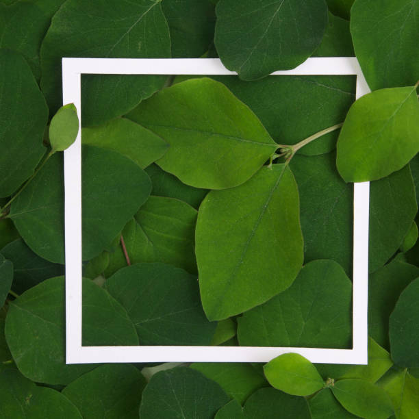 istock Creative layout made leaves with white paper frame. Flat lay. Nature concept 688601718
