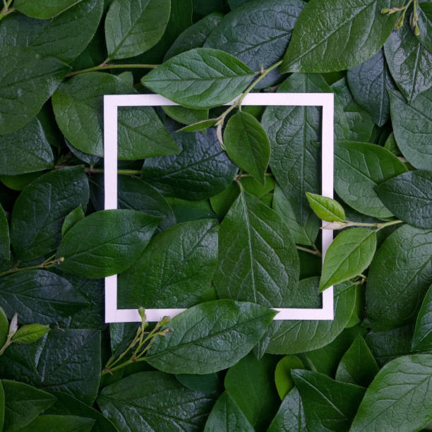 istock Creative layout made leaves with white paper frame. Flat lay. Nature concept 688601788