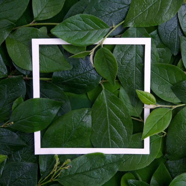 istock Creative layout made leaves with white paper frame. Flat lay. Nature concept 688601936