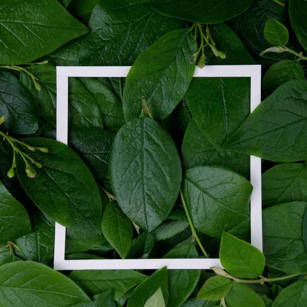 istock Creative layout made leaves with white paper frame. Flat lay. Nature concept 688602014