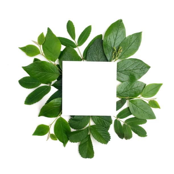 istock Fresh green leaves borderon white. Flat lay. Top view. 688602140