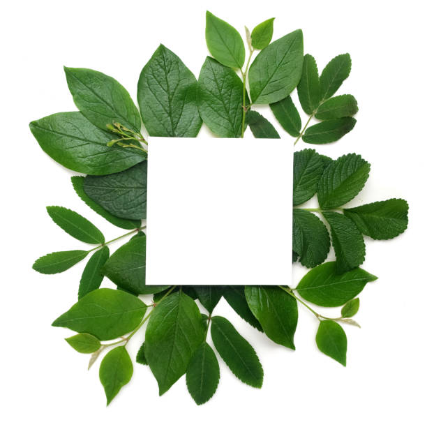 istock Fresh green leaves borderon white. Flat lay. Top view. 688602252