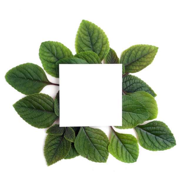 istock Fresh green leaves borderon white. Flat lay. Top view. 688602328